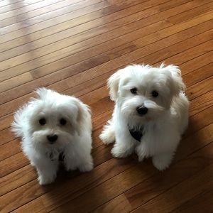 Meet your Posher, Lisa